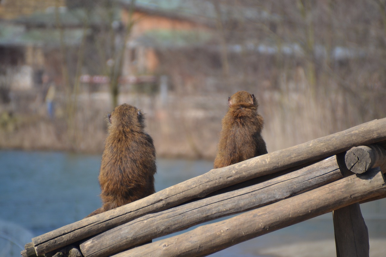 monkey animal zoo free photo