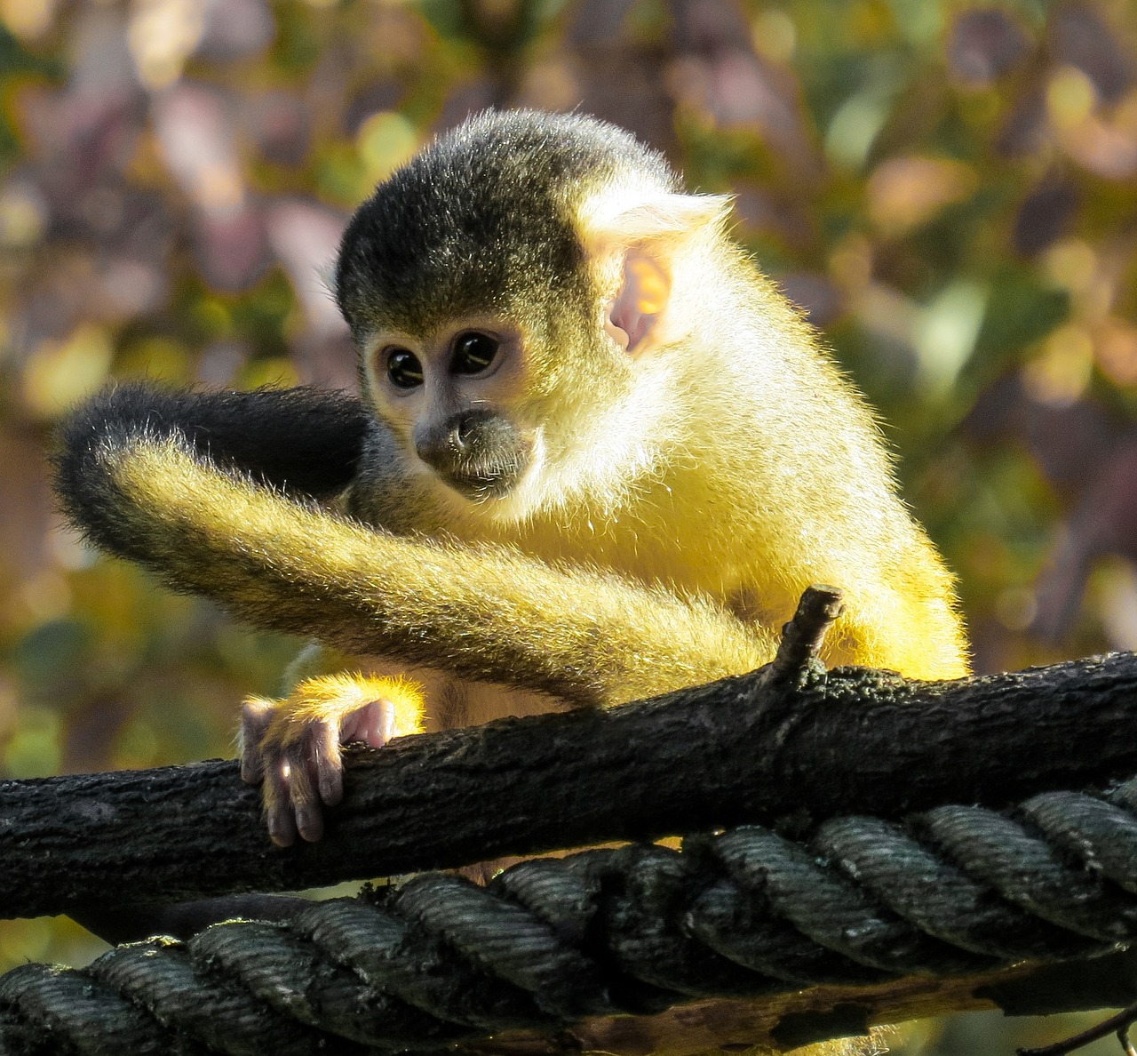 monkey capuchin close free photo