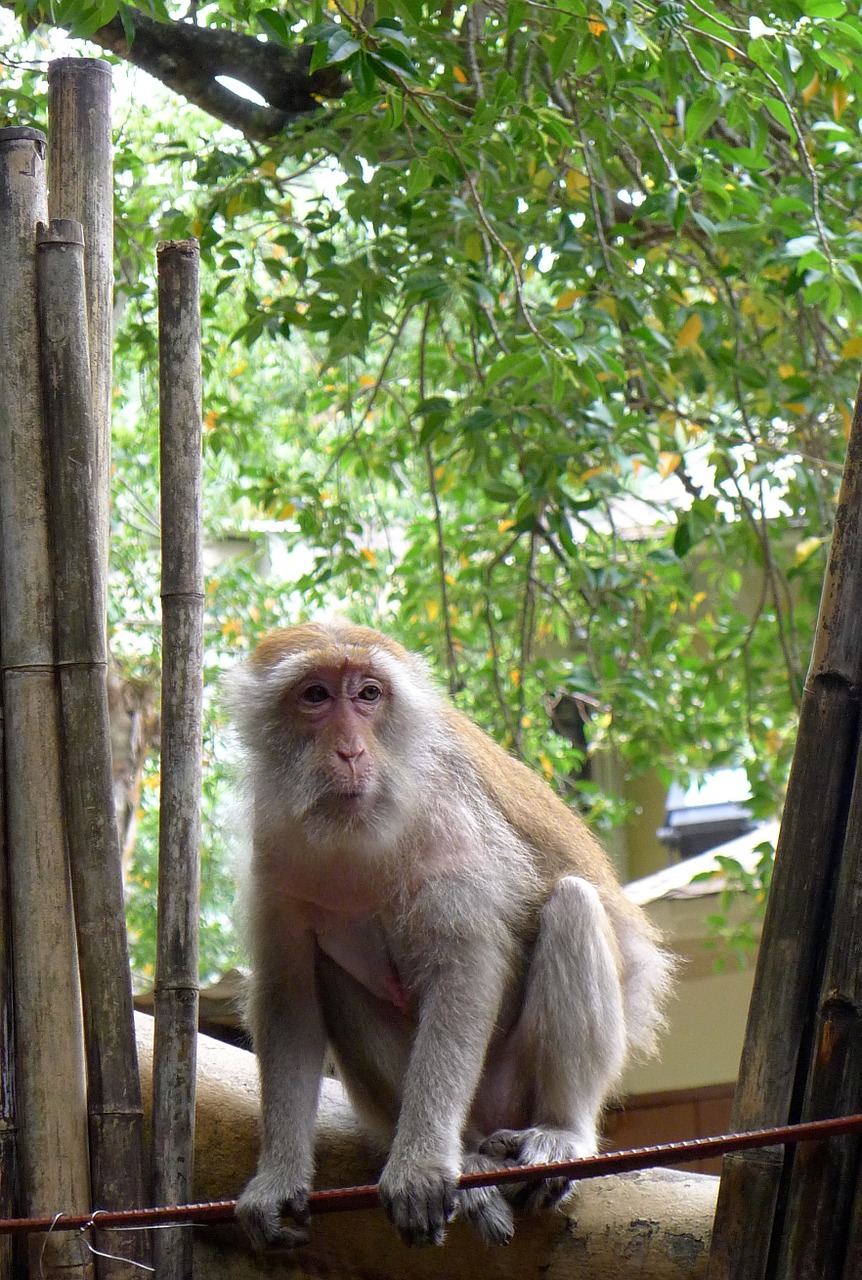 monkey fence green free photo