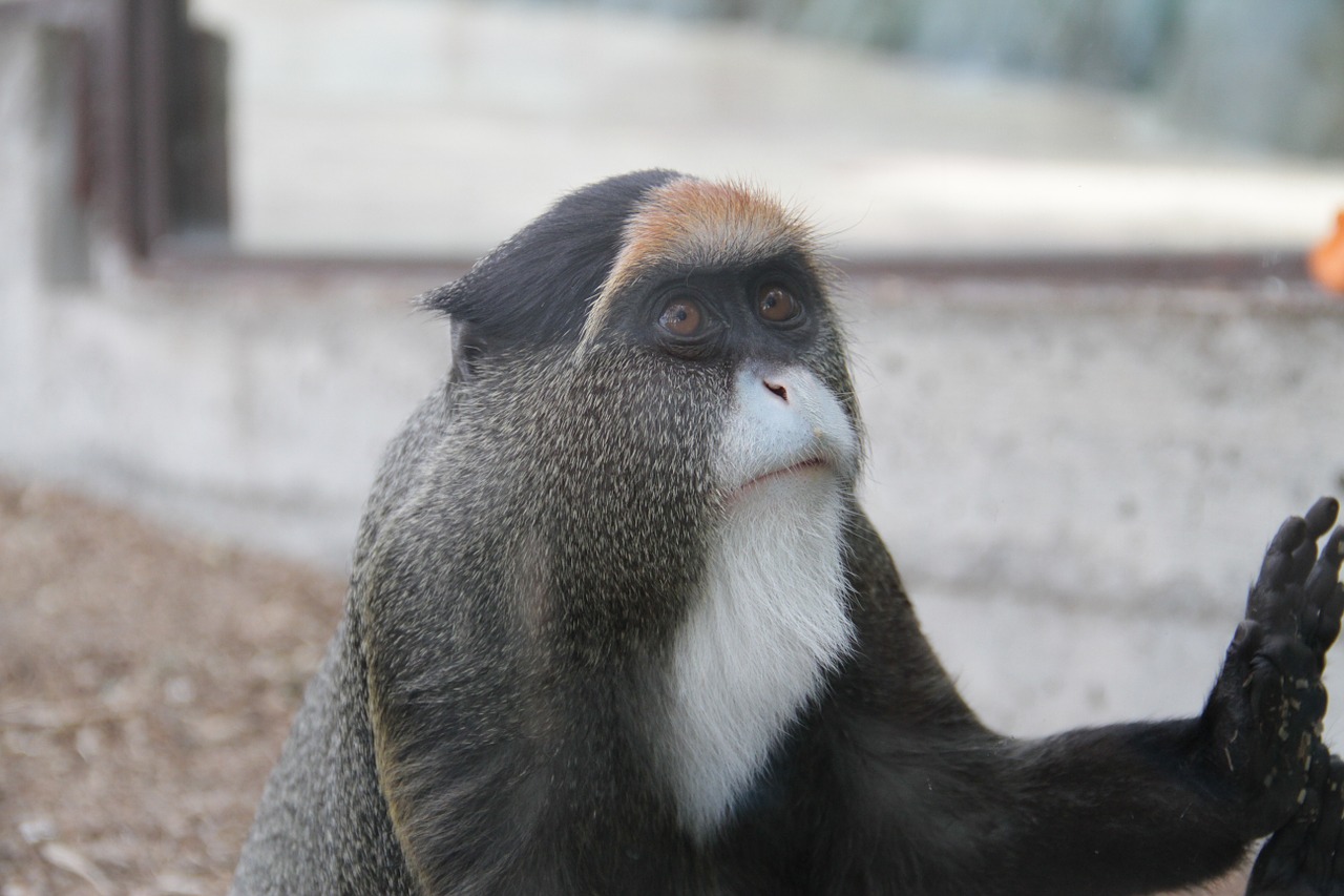 monkey animal zoo free photo