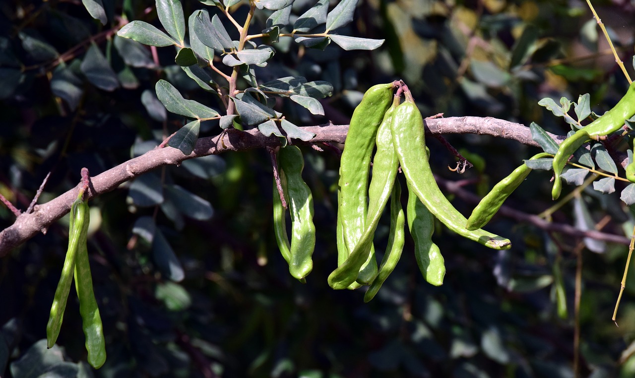 monkey bread fruit  baobab  tree free photo