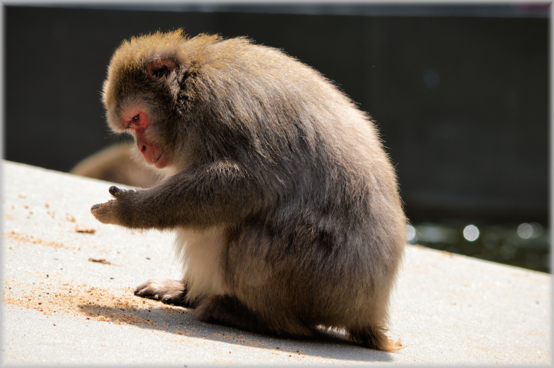 monkey business zoo food free photo