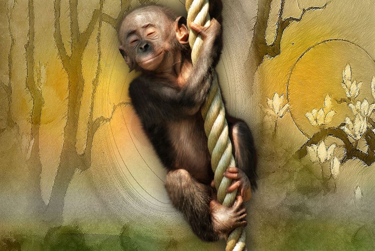 monkey child gymnastics sport free photo