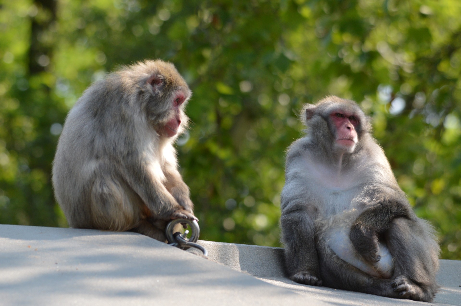 monkey business zoo series free photo