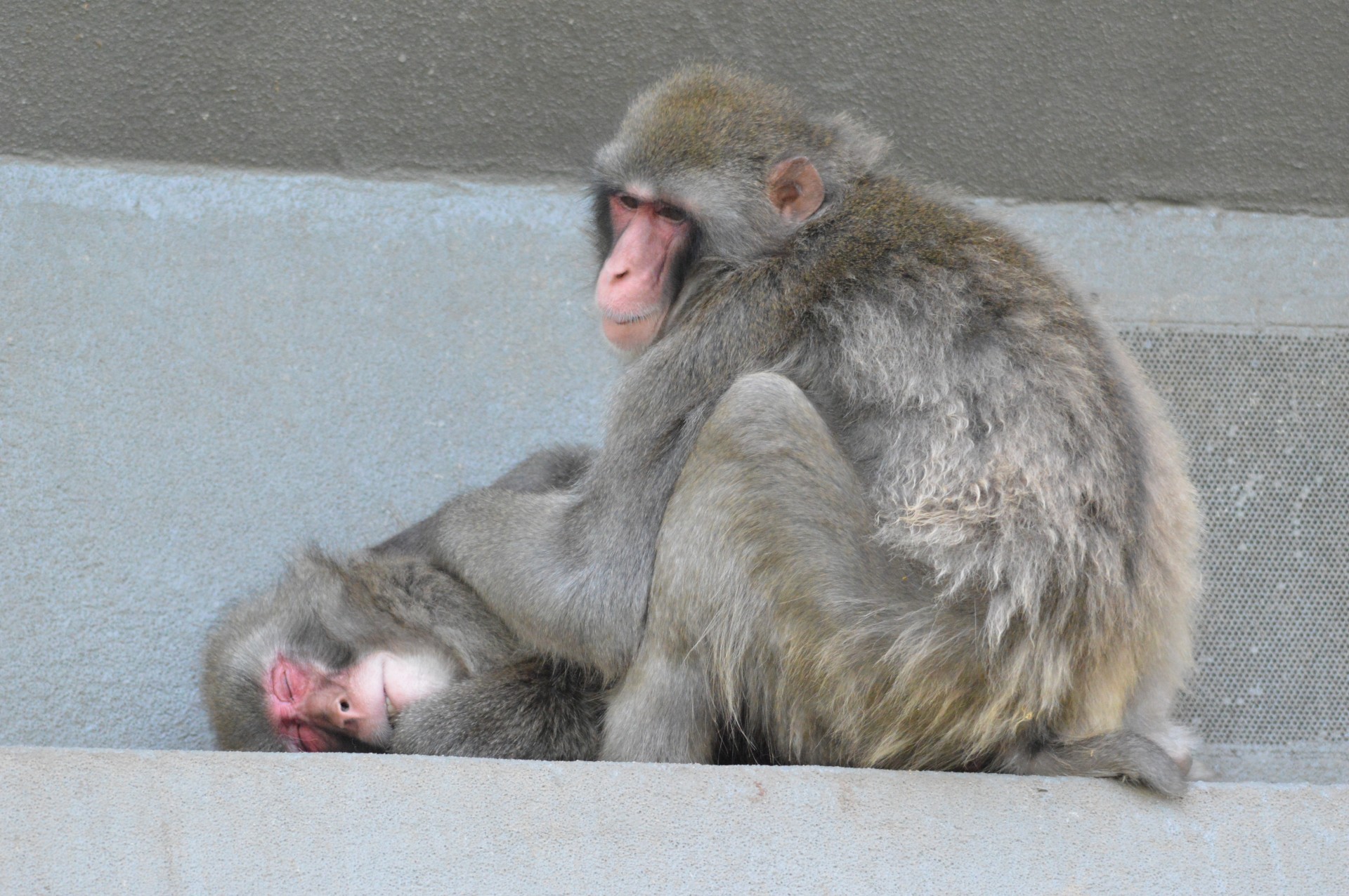 monkey business zoo series free photo