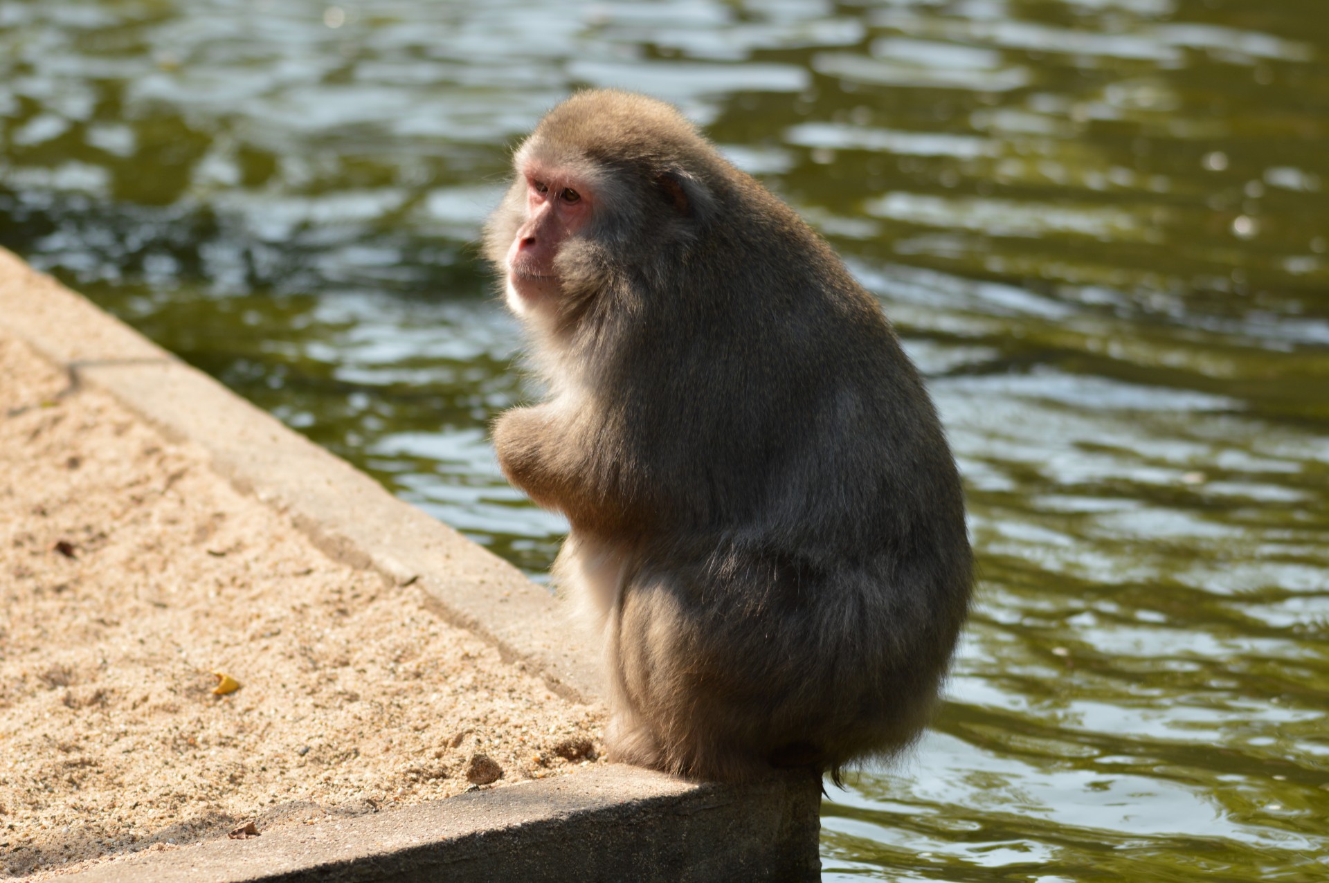 crackers monkey business zoo free photo