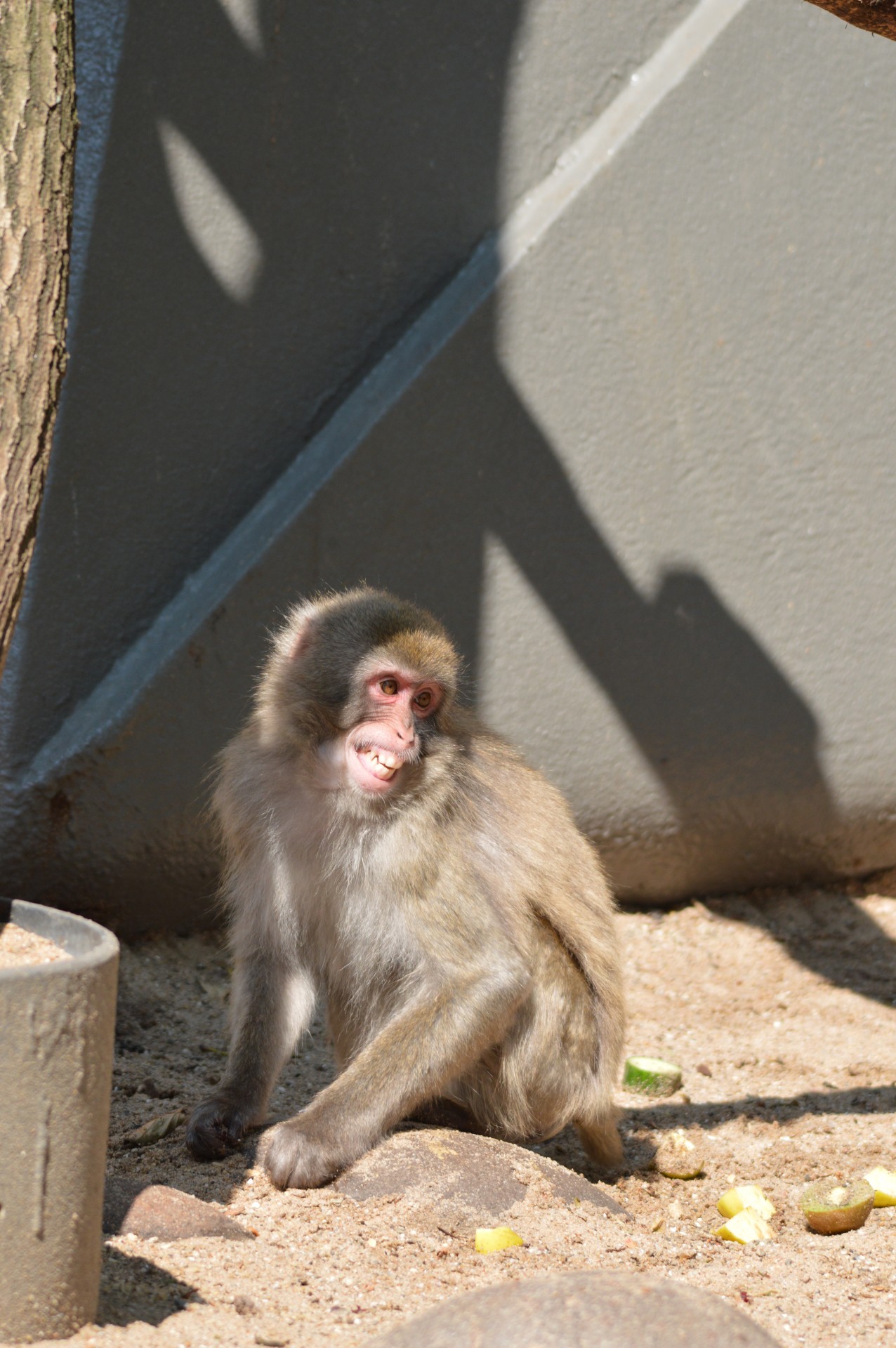 crackers monkey business zoo free photo
