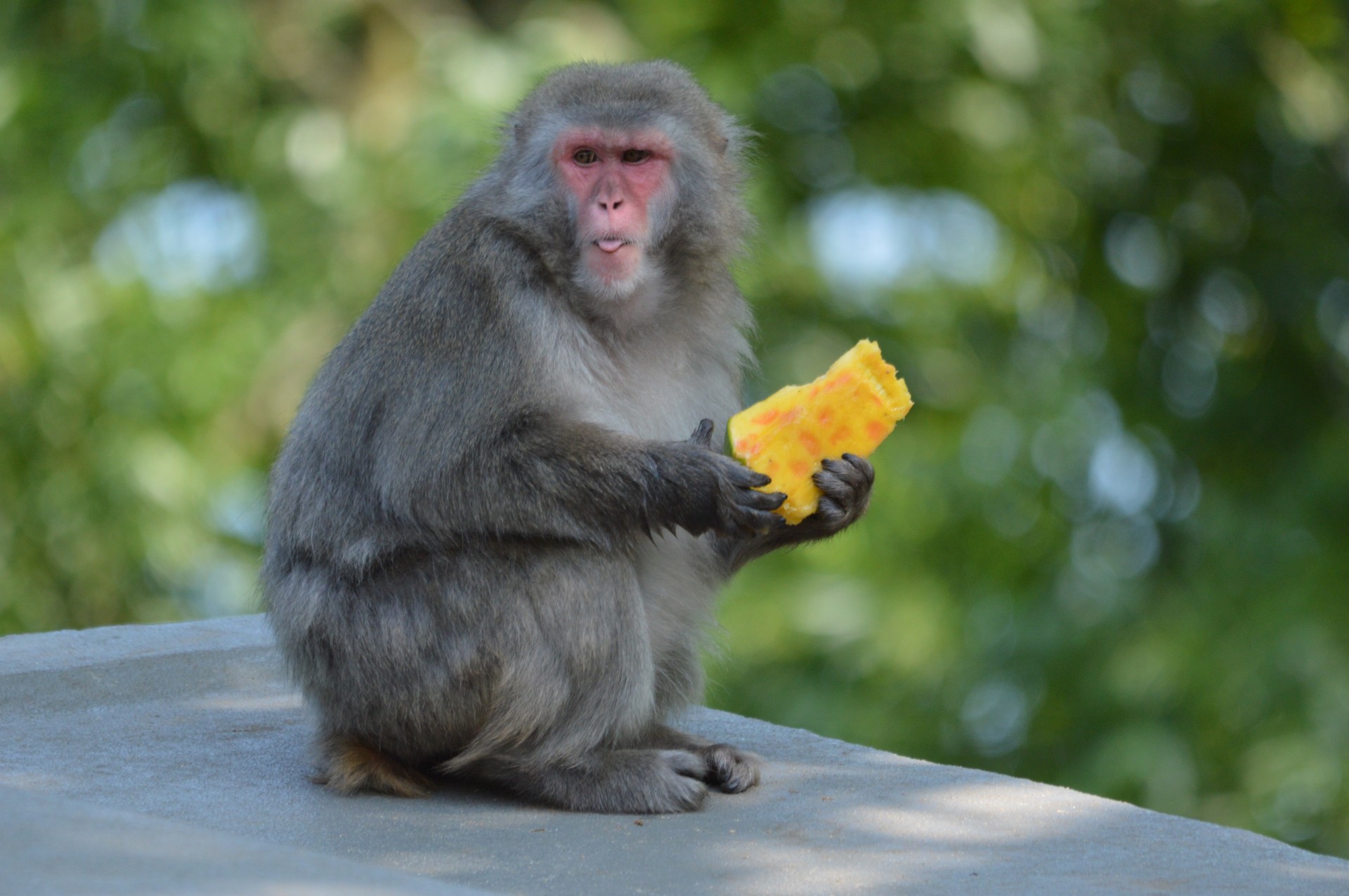 crackers monkey business zoo free photo