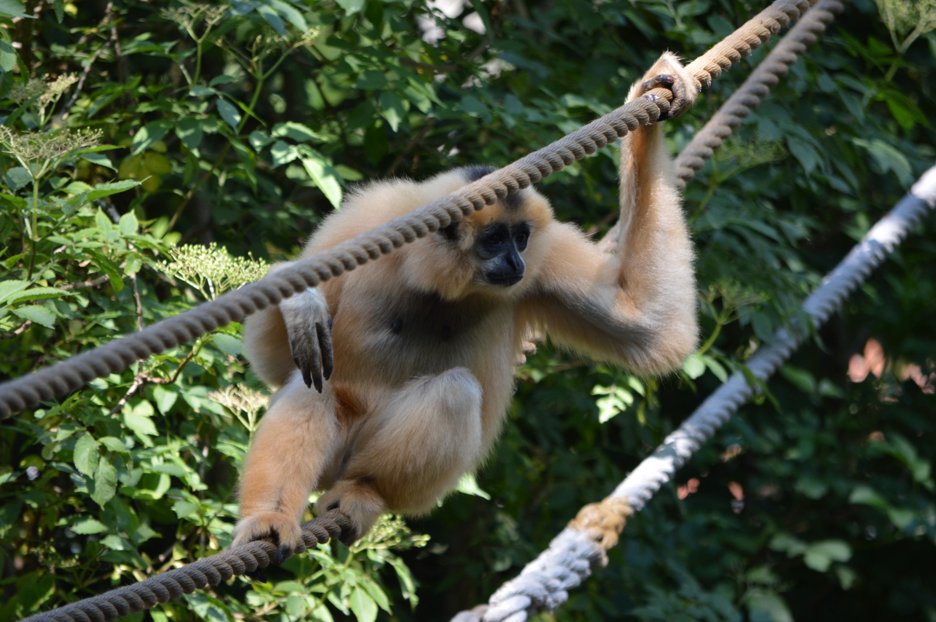 crackers monkey business zoo free photo