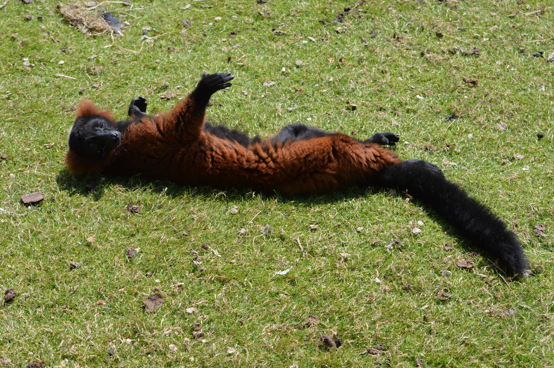 crackers monkey business zoo free photo