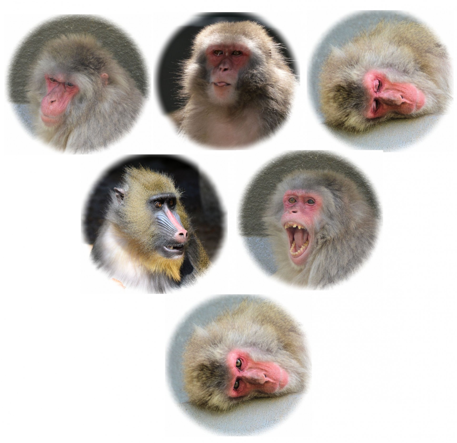 portraits monkey faces free photo