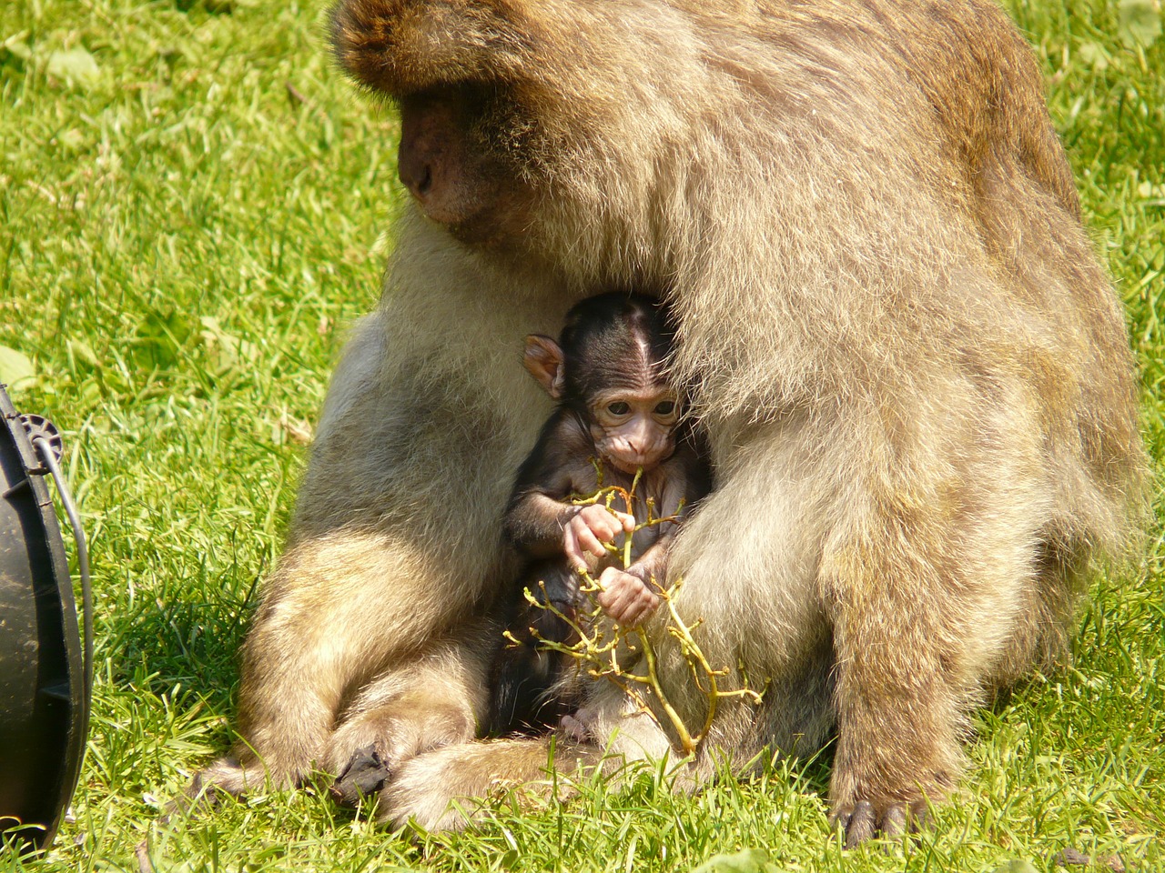monkey family monkey baby ape free photo