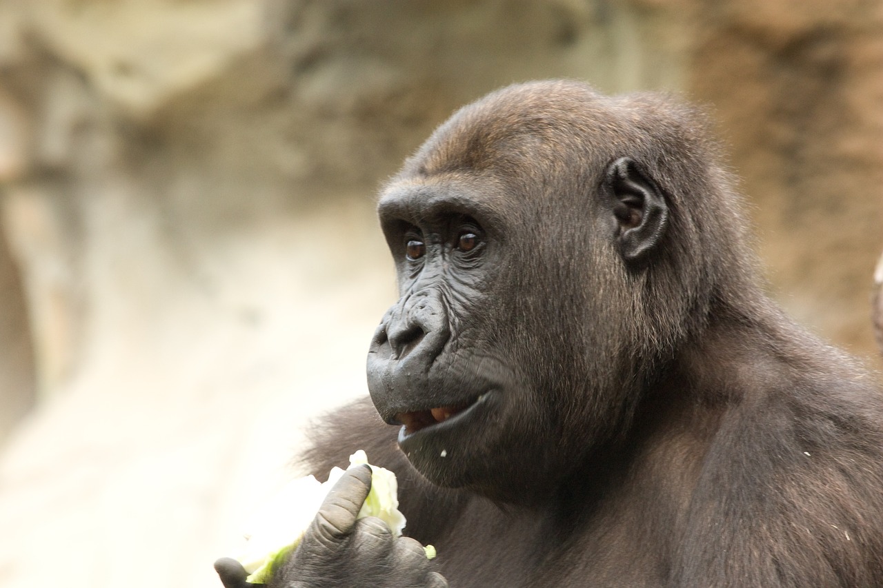 monkey feeding zoo ape free photo