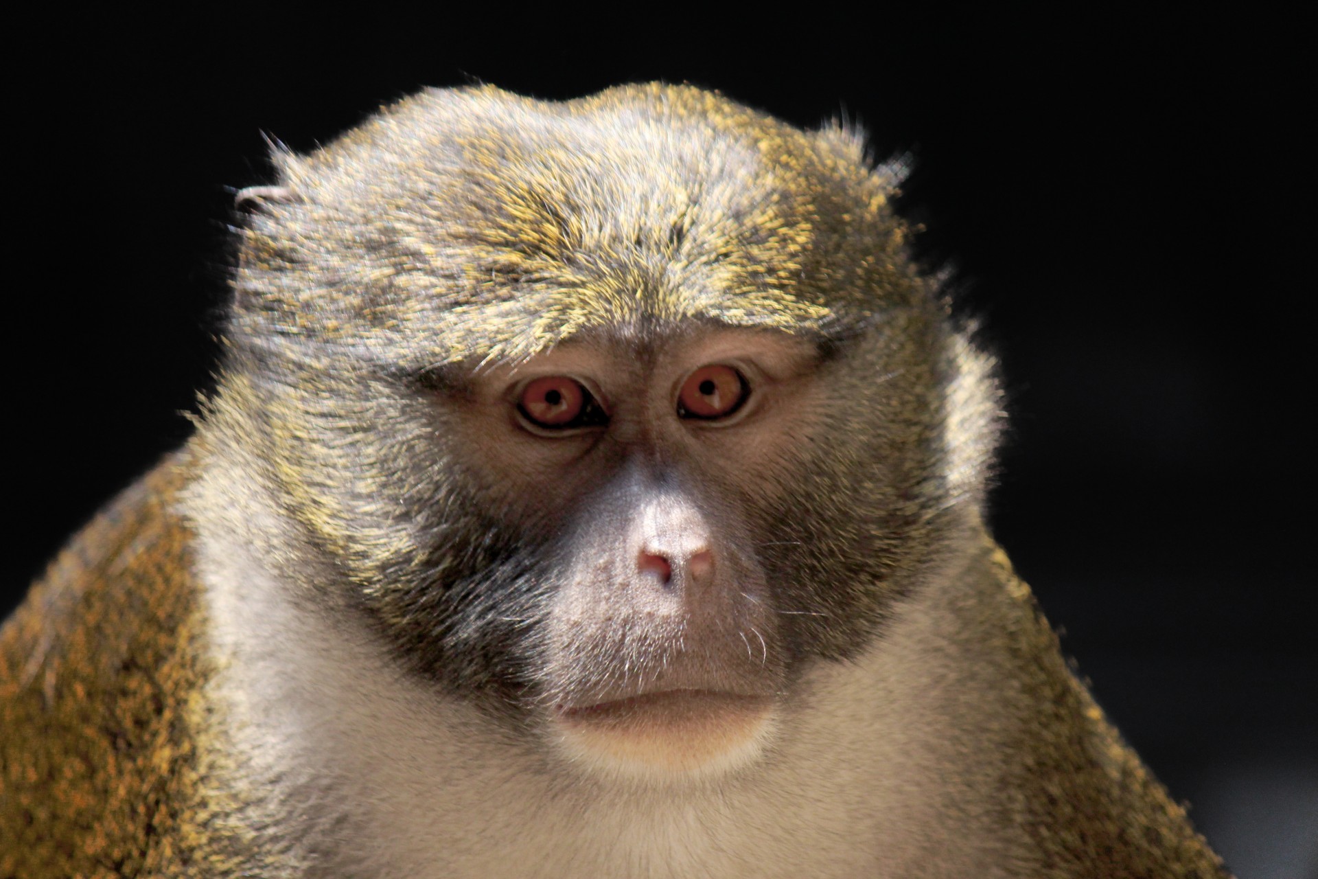 monkey primate simian free photo