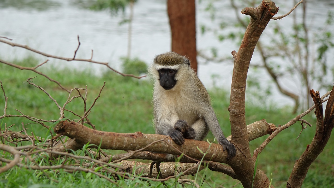 monkey in small tree the source of the river nile lake victoria free photo