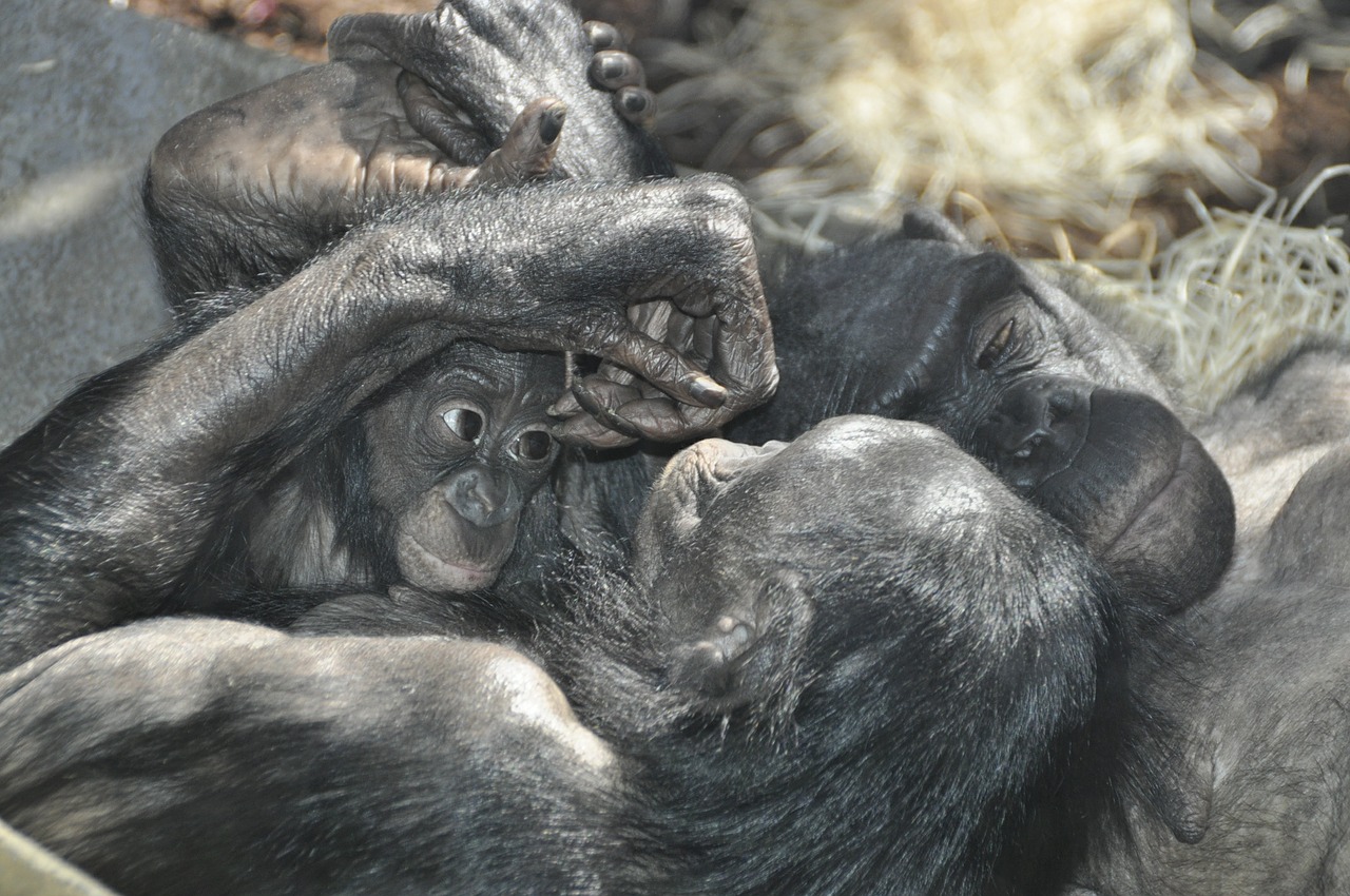 monkey love bonobos ape free photo