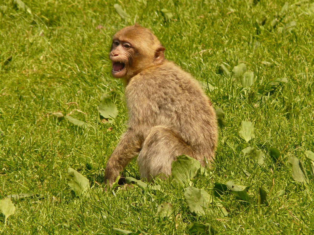 monkey mountain monkey salem free photo