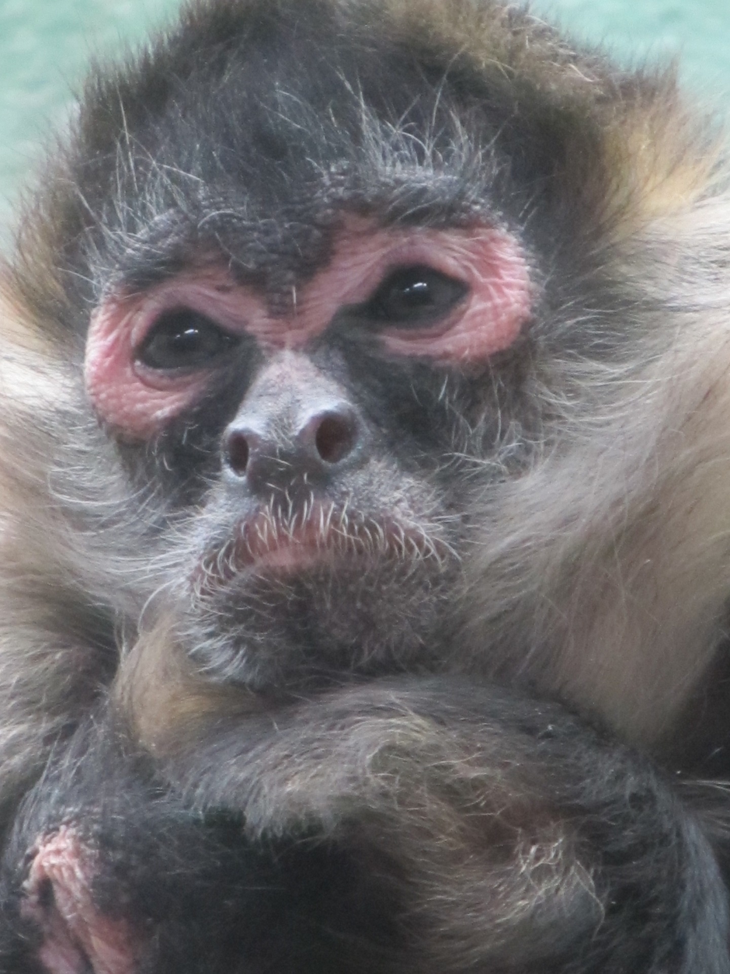 spider monkey black handed portrait free photo