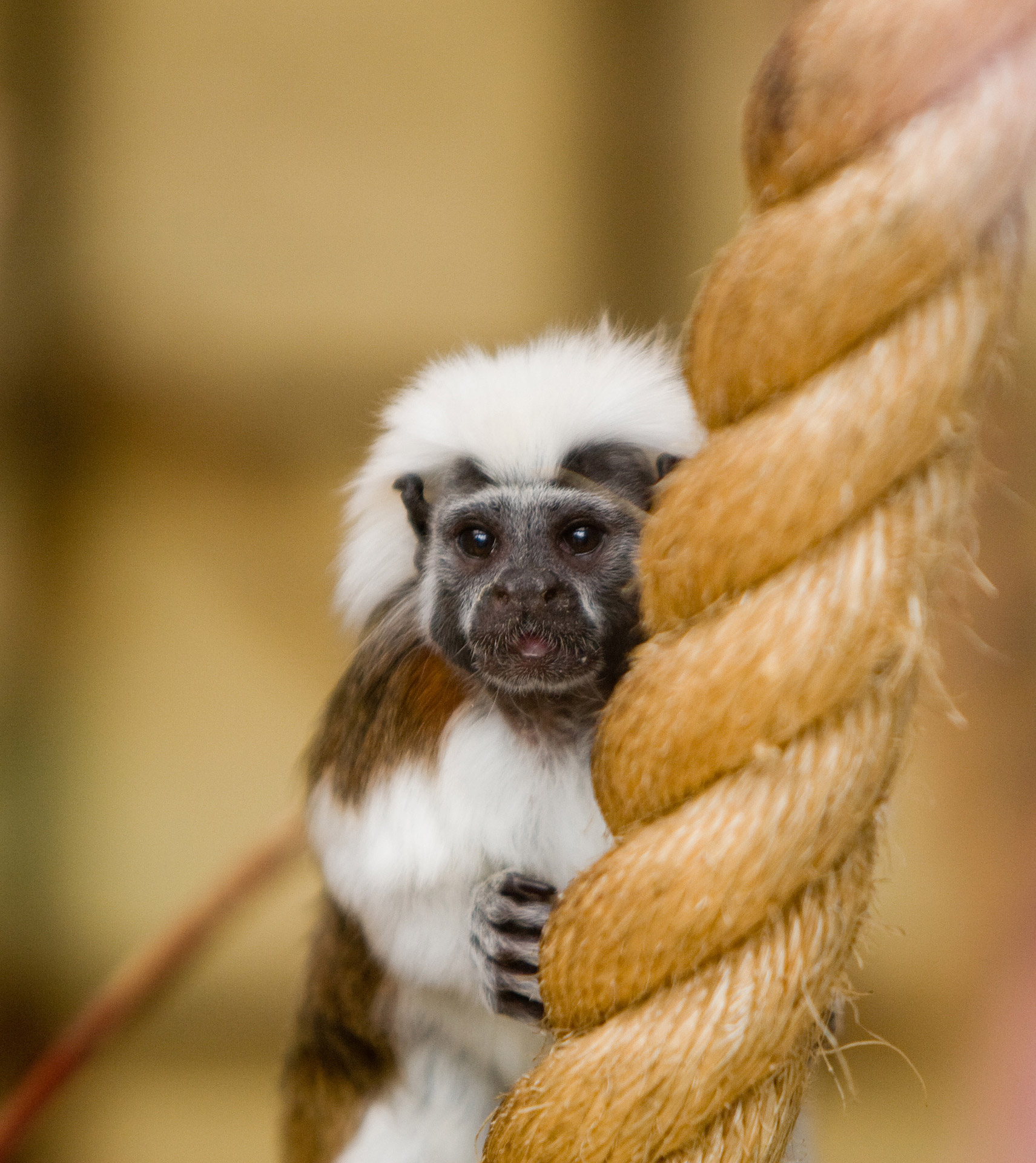 Tamarin cotton top,monkey,animal,wildlife,cute - free image from ...