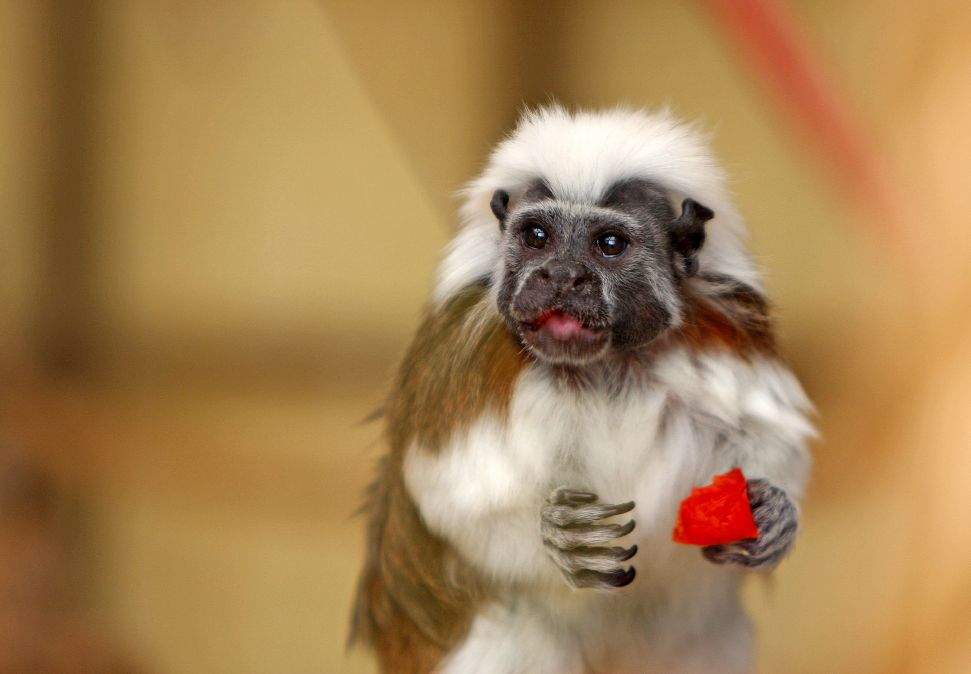 tamarin cotton top monkey animal free photo
