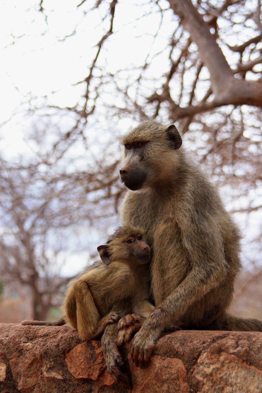 monkey baby animal free photo
