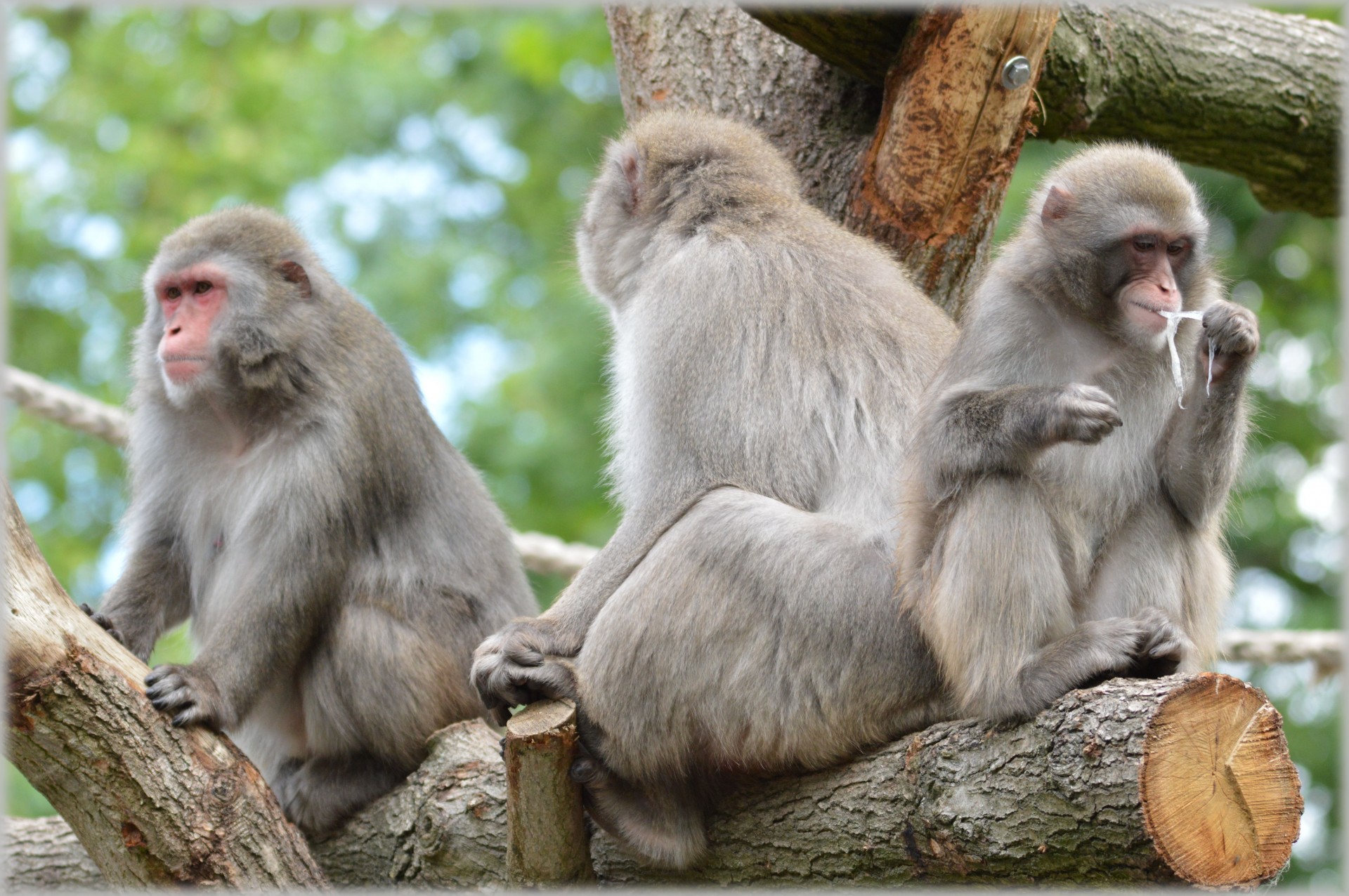 macaque macaques japan free photo