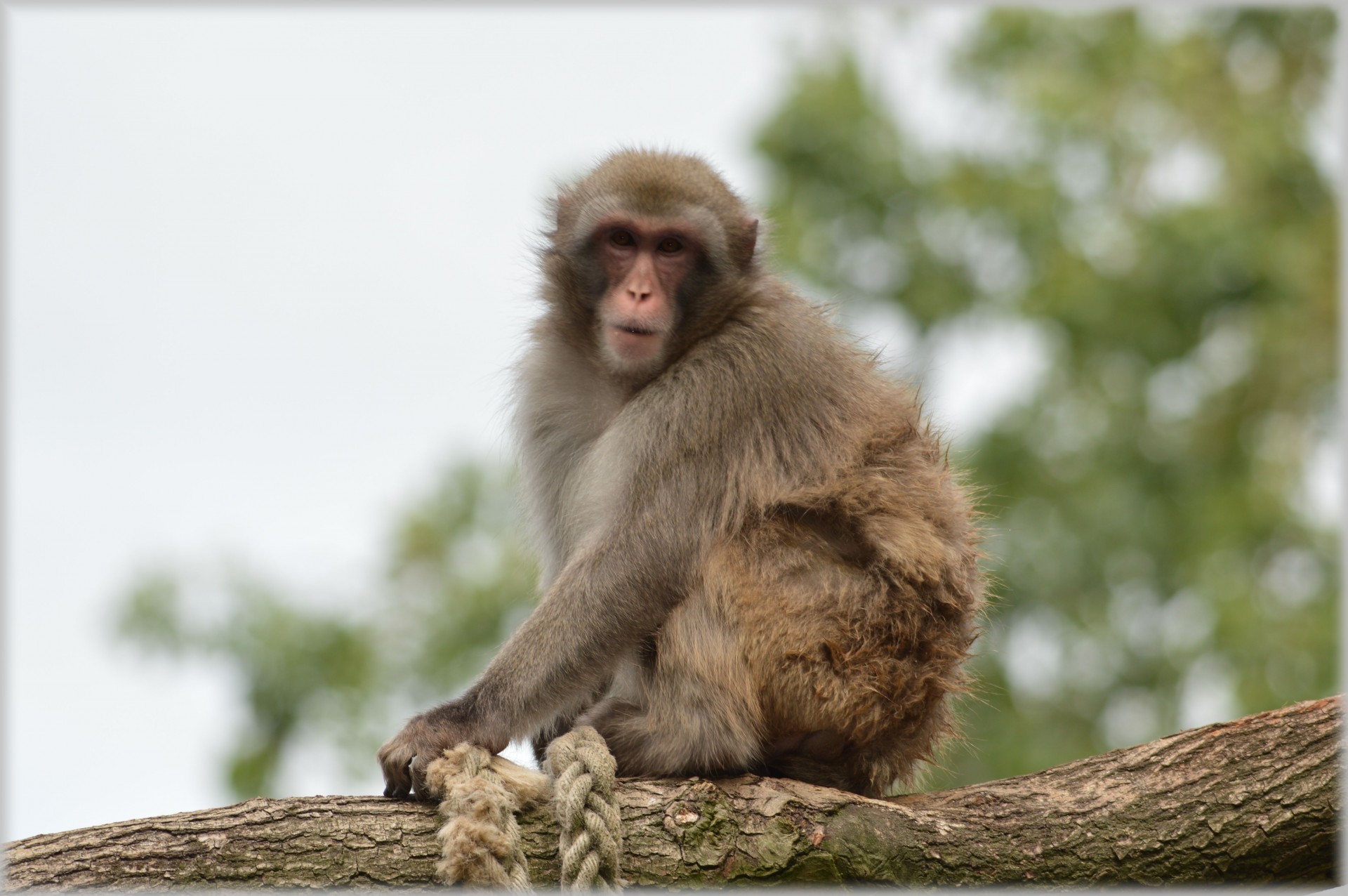 macaque macaques japan free photo