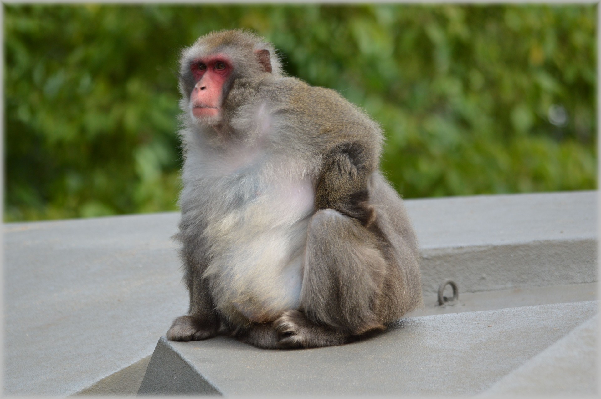 macaque macaques japan free photo