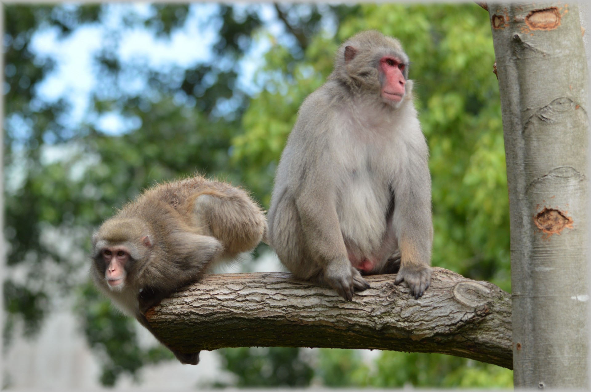 macaque macaques japan free photo