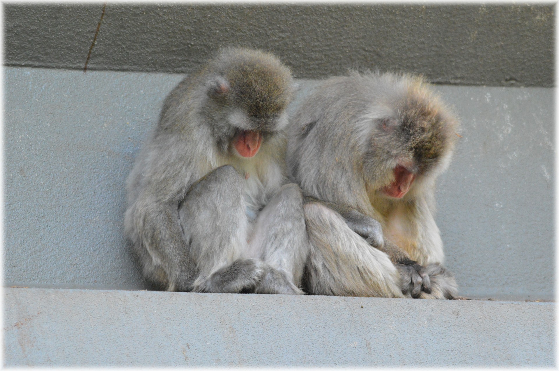 macaque macaques japan free photo