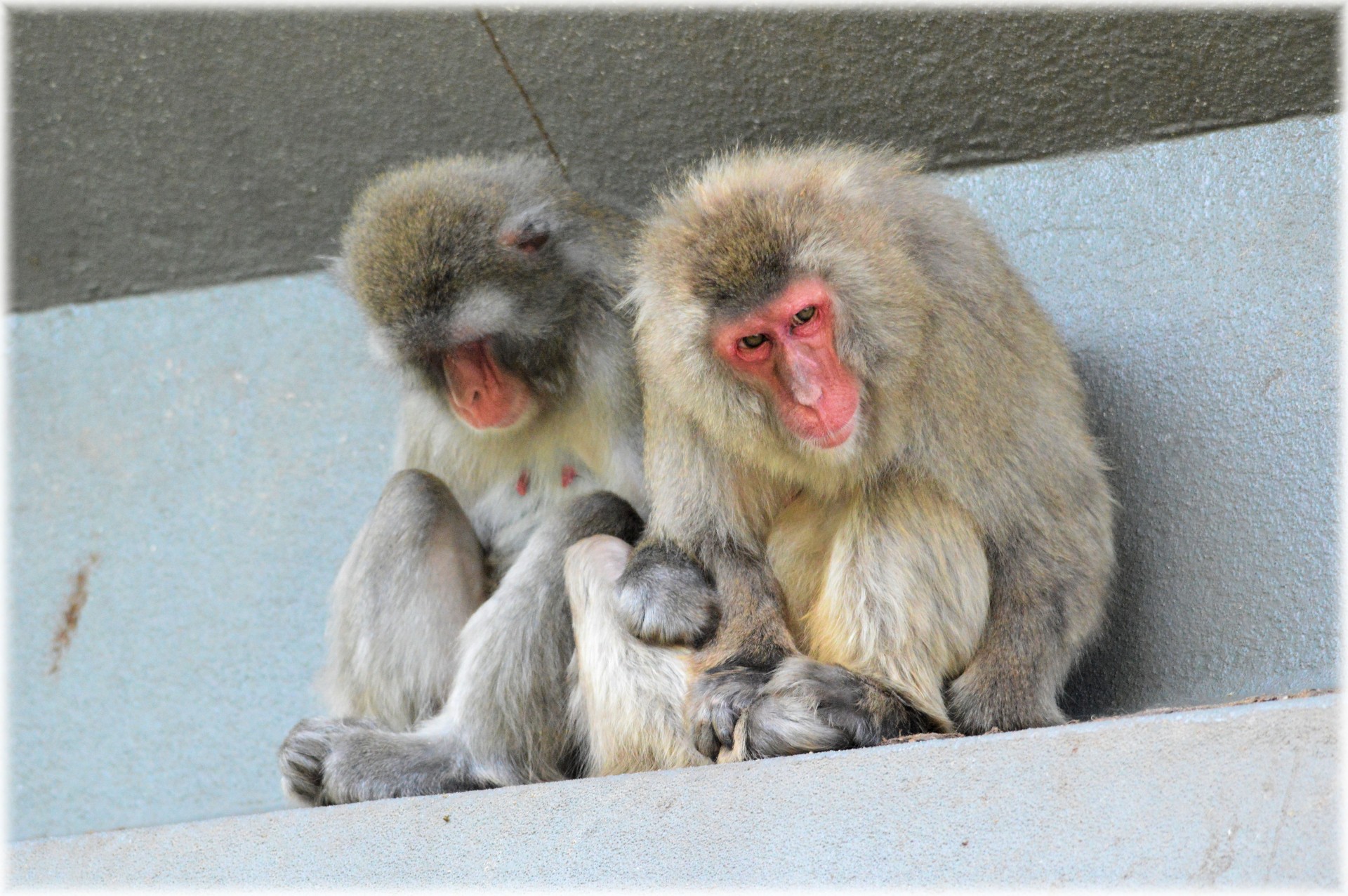 macaque macaques japan free photo