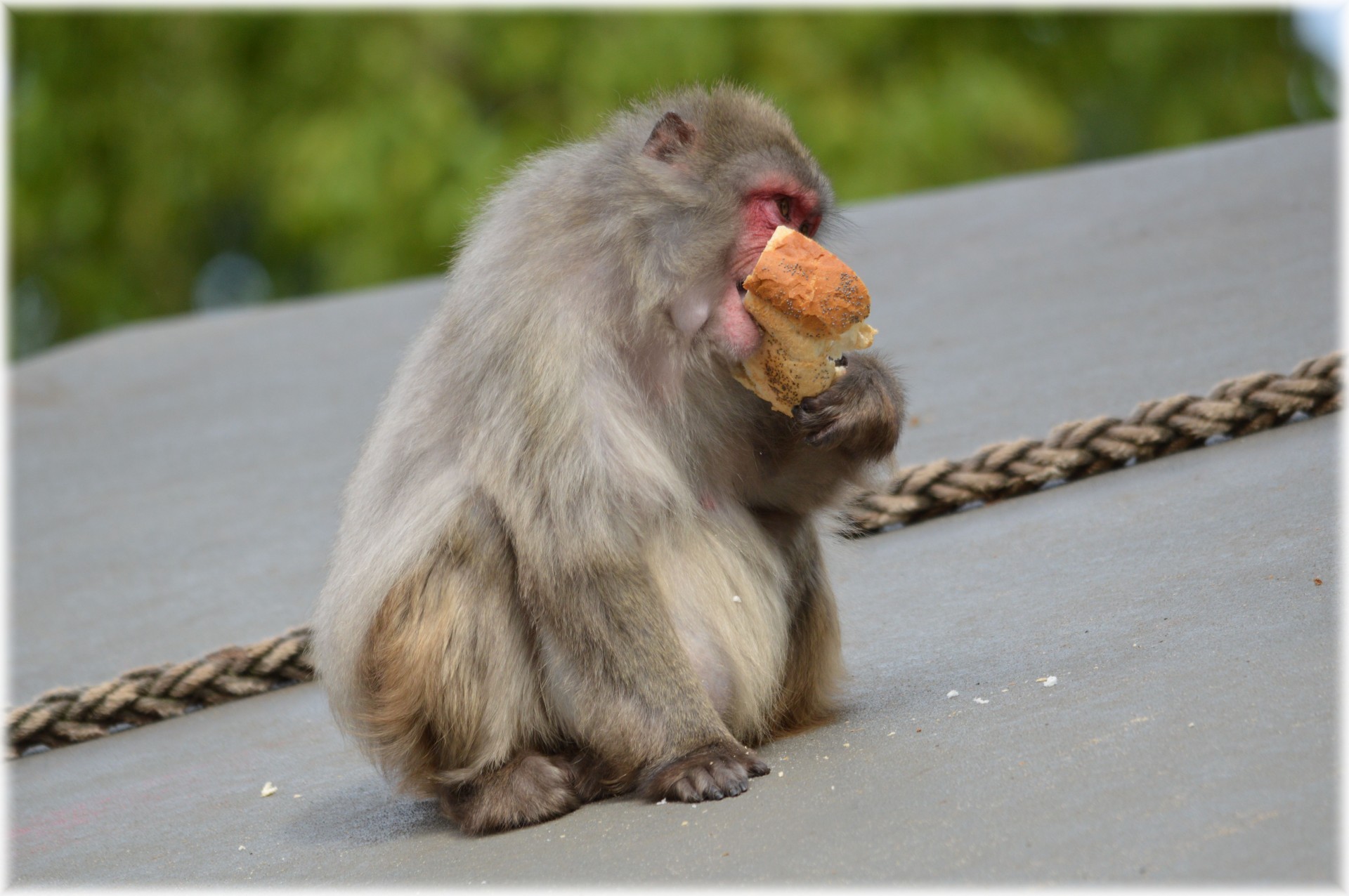 macaques japan zoo free photo