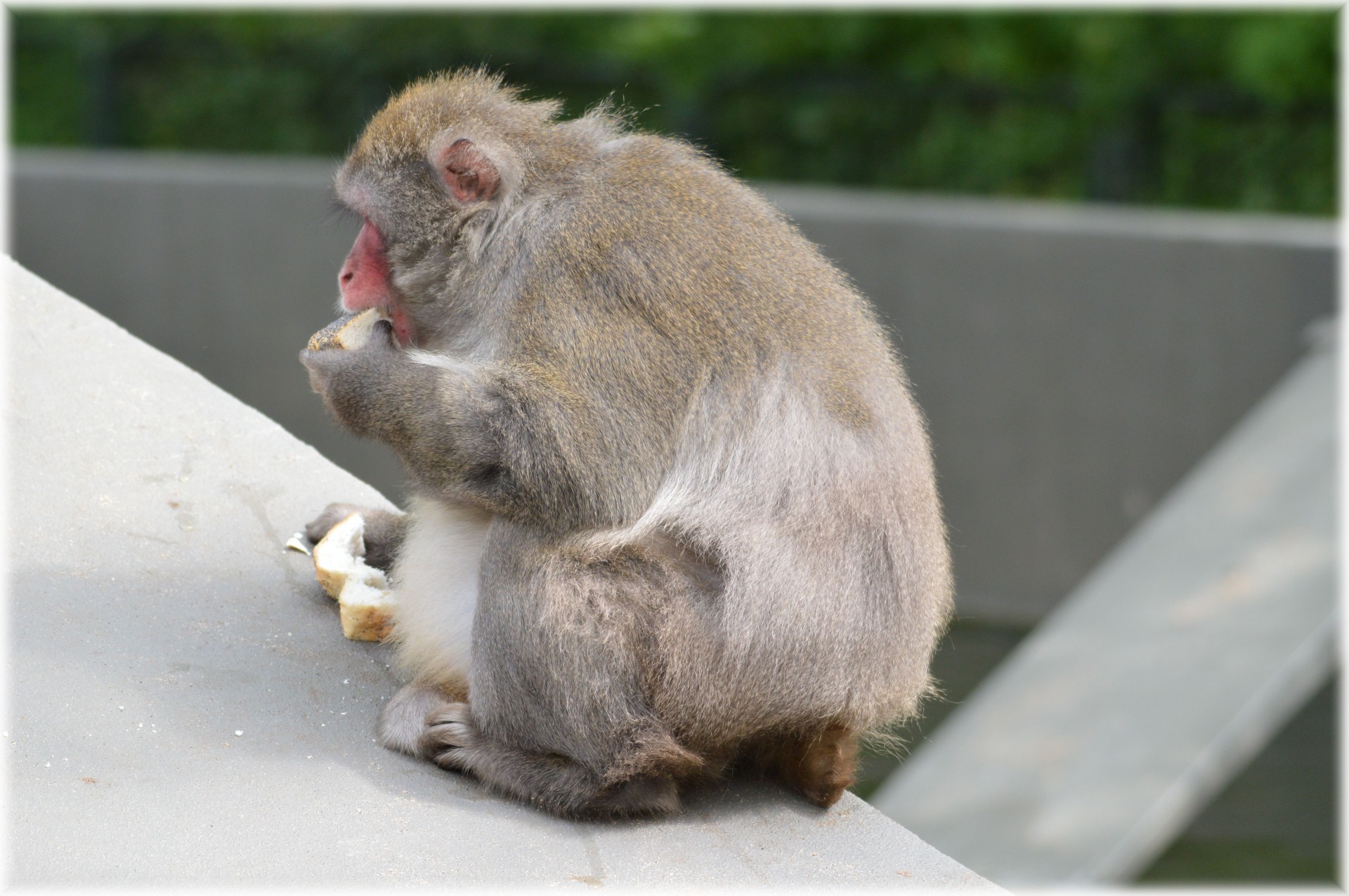 macaques japan zoo free photo