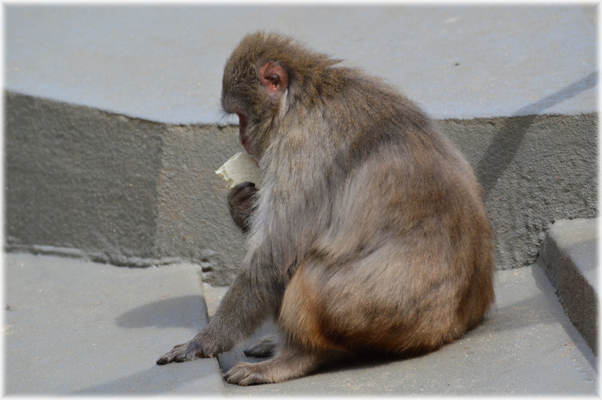 macaques japan zoo free photo