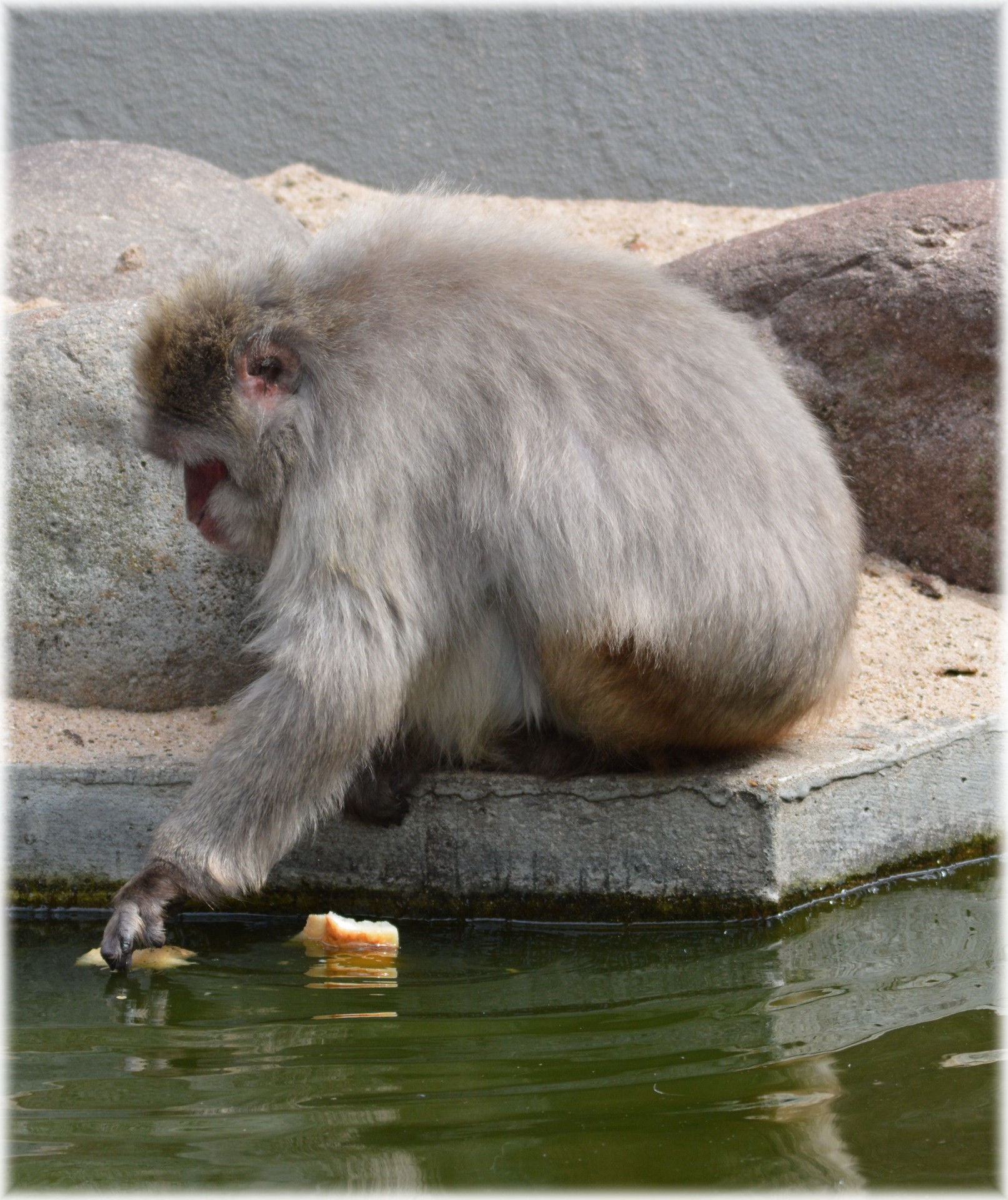 macaques japan zoo free photo