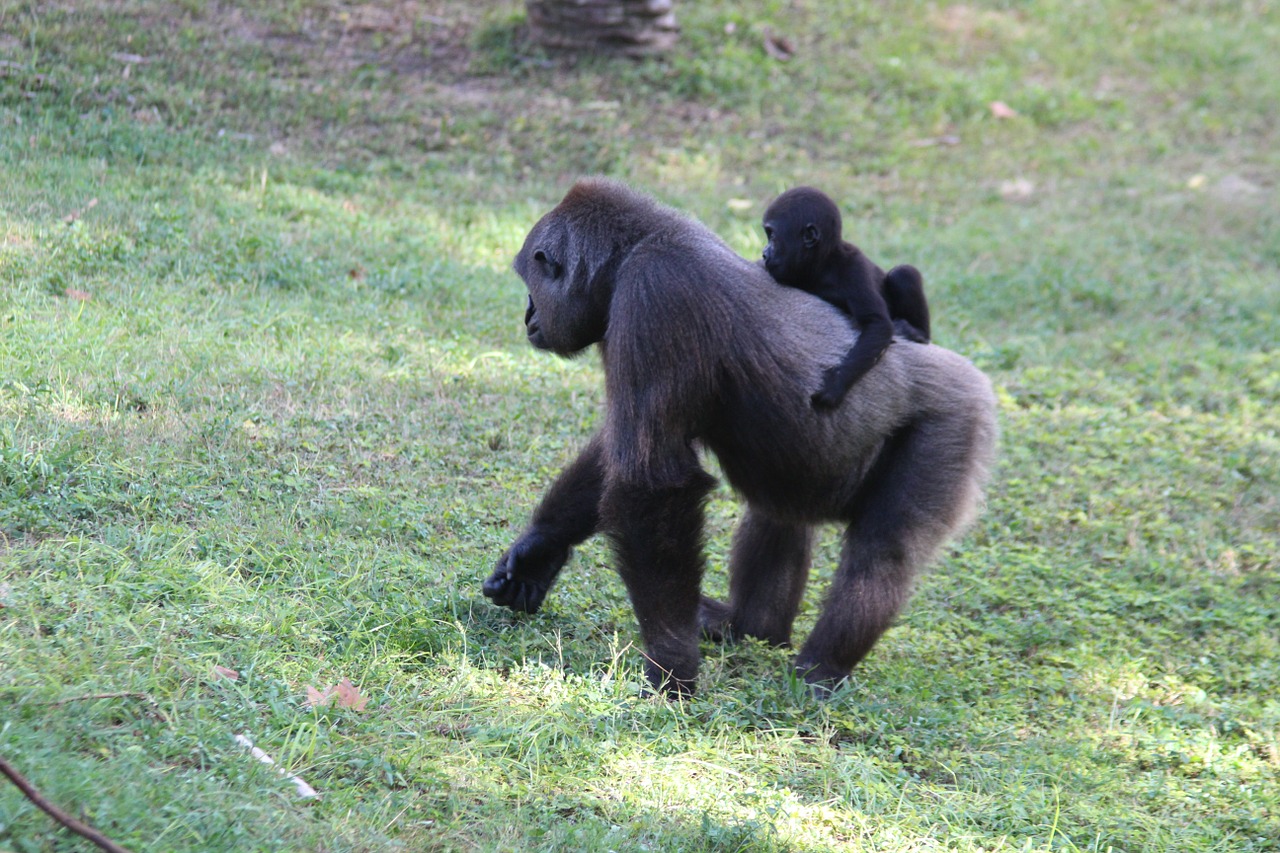 monkeys gorillas animals free photo