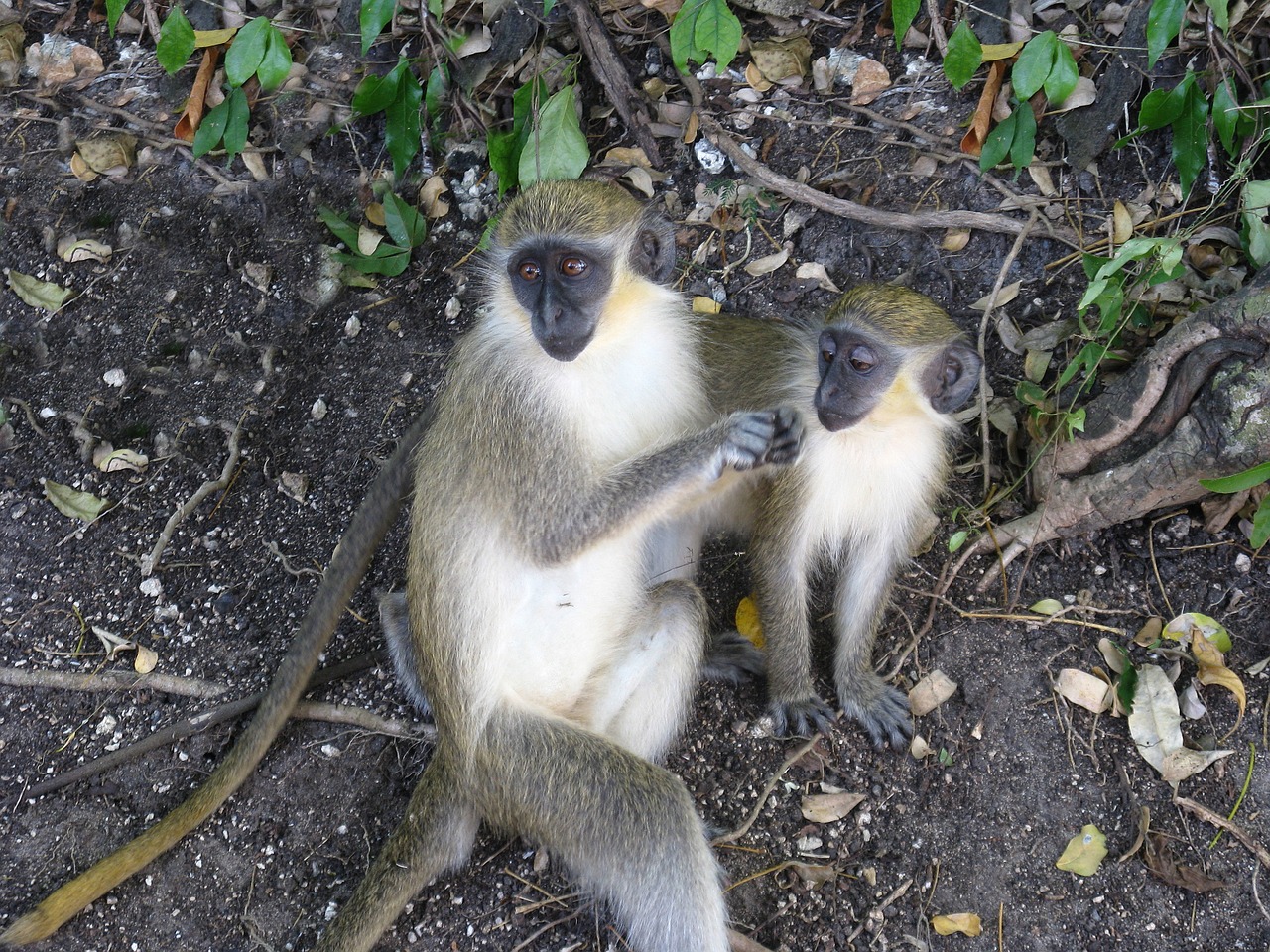 monkeys brush inquisitive free photo