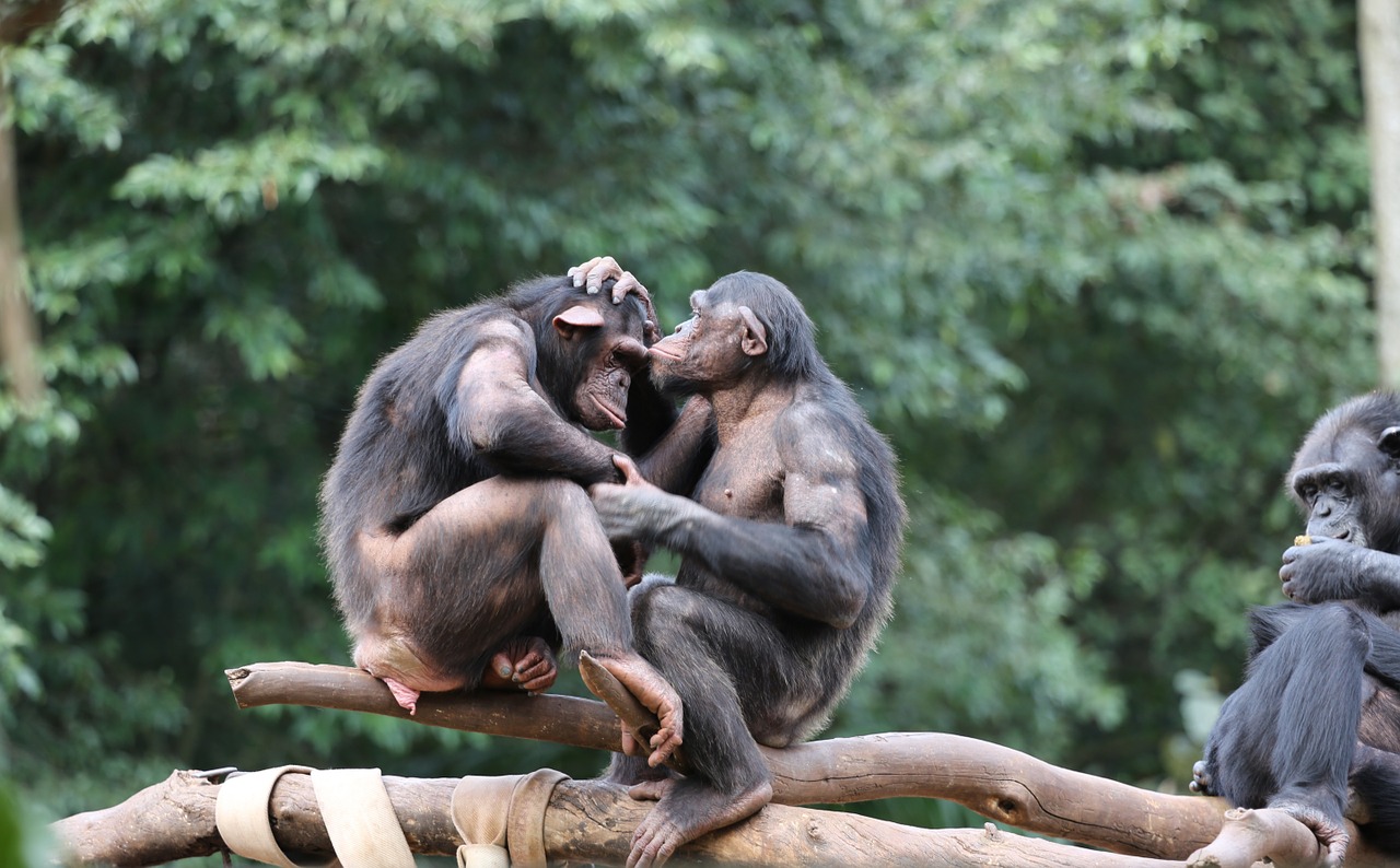 monkeys chimpanzees savages free photo