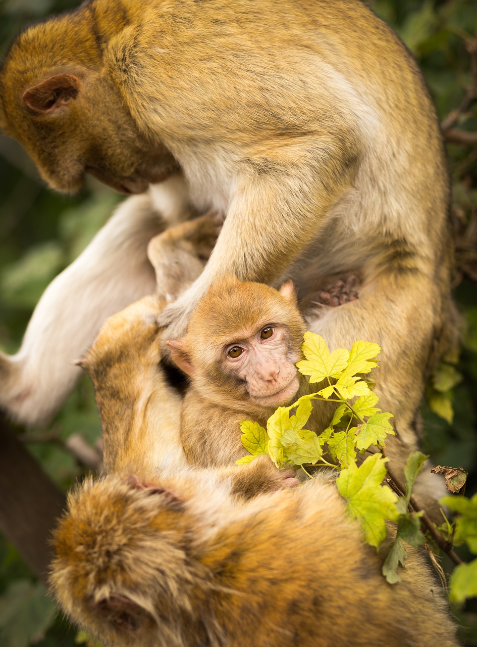 monkeys primates animals free photo
