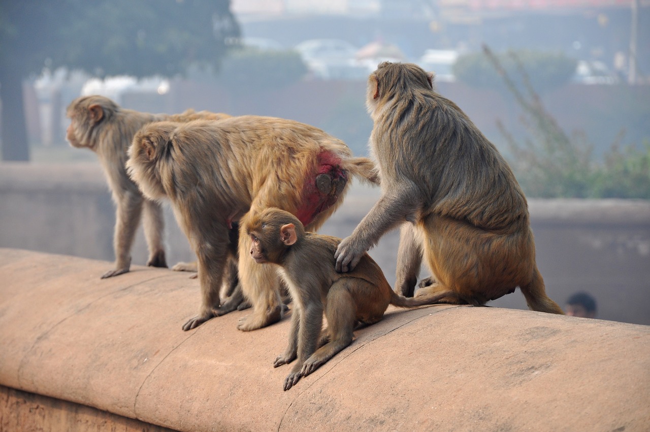 monkeys monkey macaques free photo