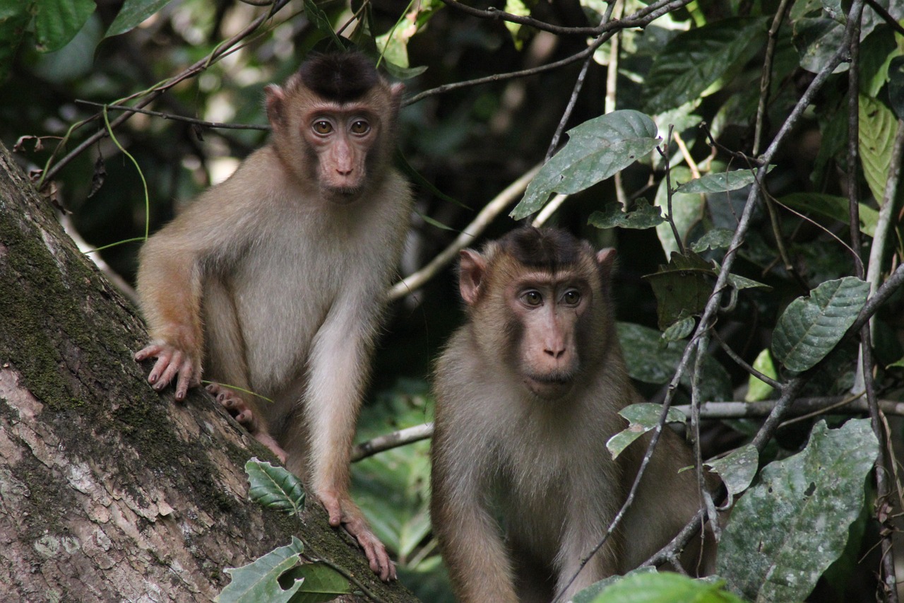 monkeys borneo wildlife free photo