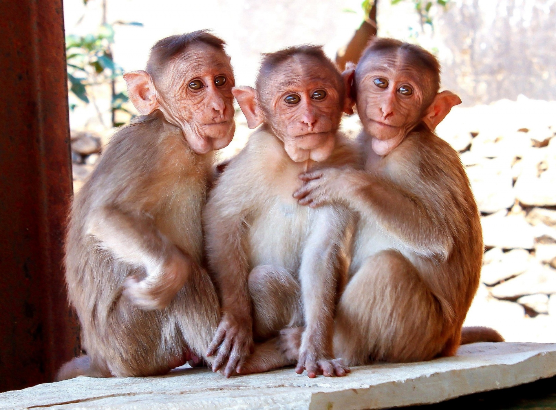 rhesus macaque monkey free photo