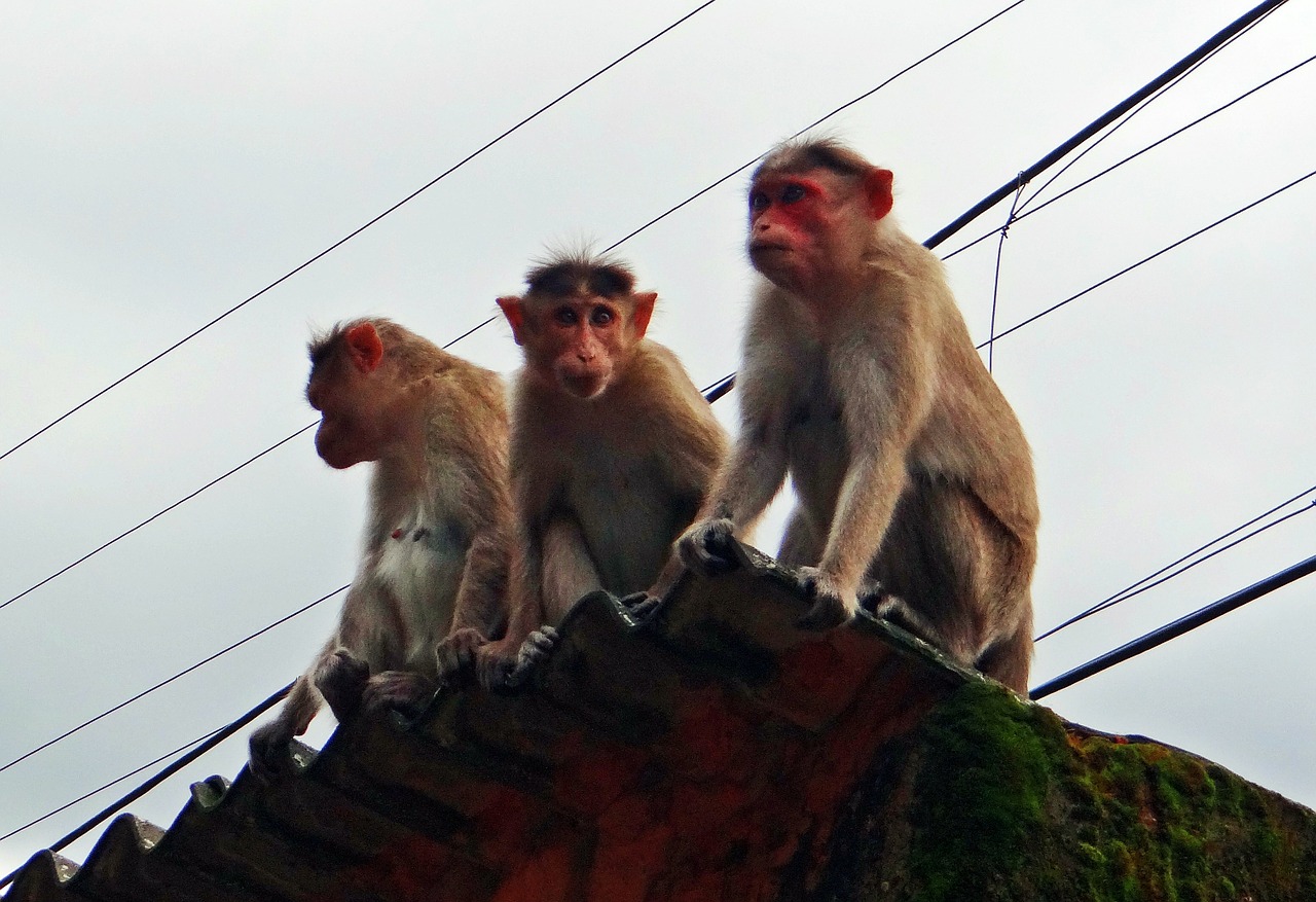 monkeys animal western ghats free photo