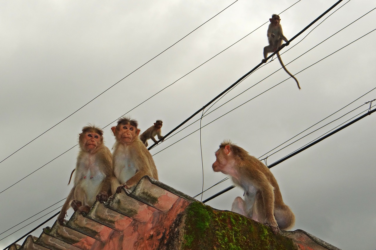 monkeys rope walk animal free photo