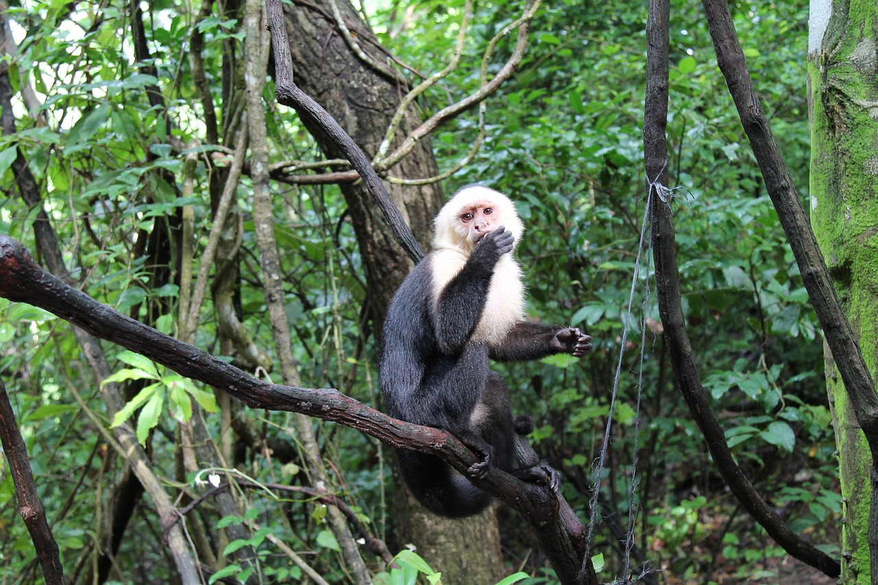 monkeys wildlife nature free photo