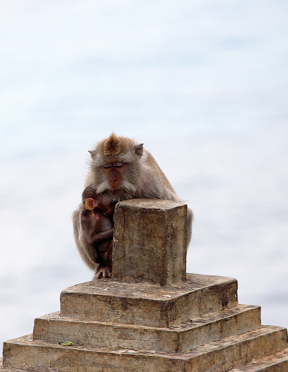 monkeys mother baby free photo