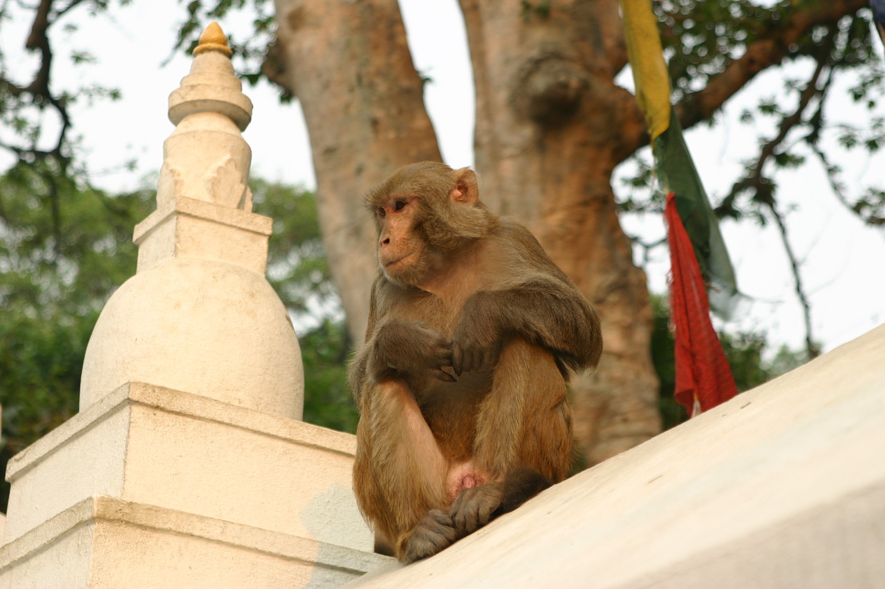 monkeys kathmandu temple free photo