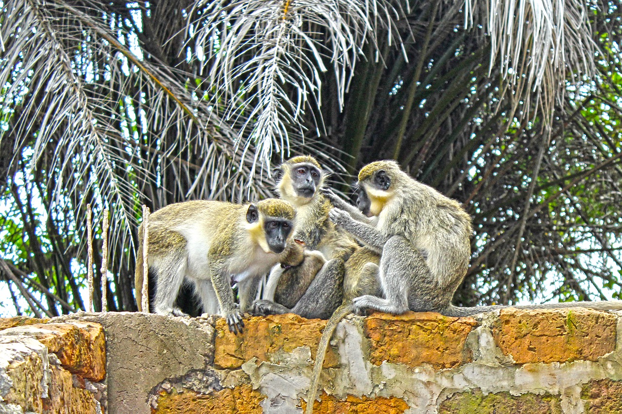 monkeys wildlife animals free photo