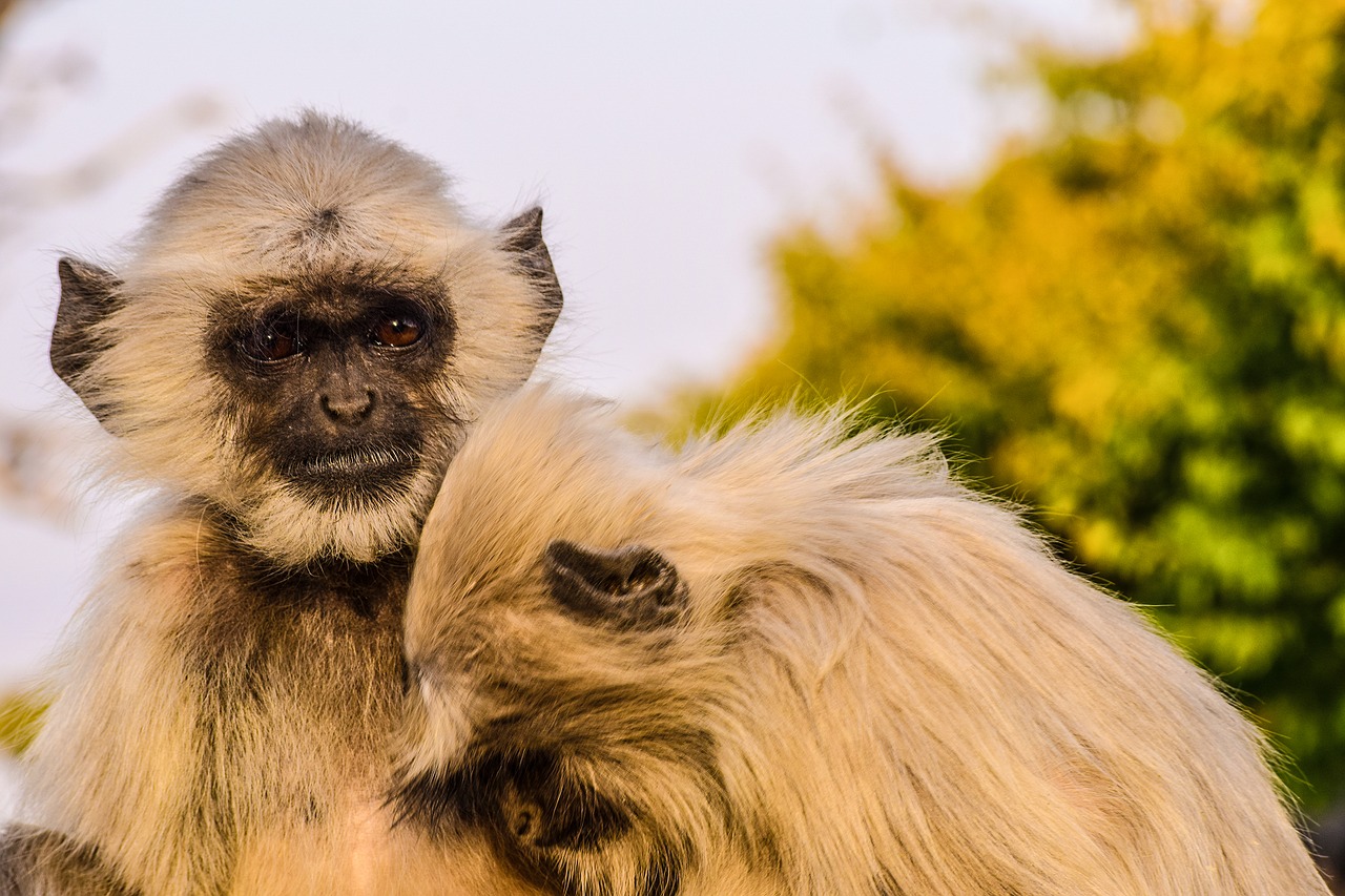 monkeys animal udaipur free photo