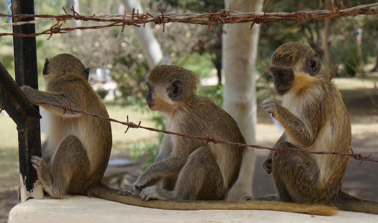 monkeys africa photography free photo